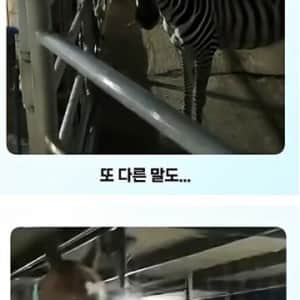 말이 얼룩말을 만나면 보이는 반응