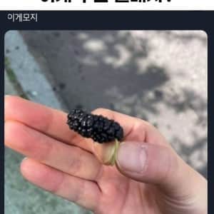 이게 무슨 열매지?