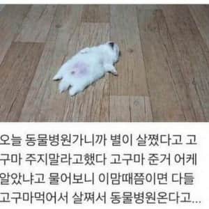 강아지들이 겨울에 병원 많이 가는 이유 