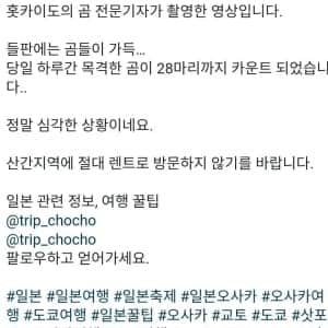 곰이 ㅈㄴ 많다는 충격적인 일본 홋카이도 근황 