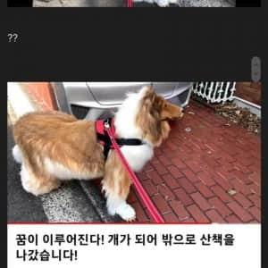 뭔가 수상한 보더콜리