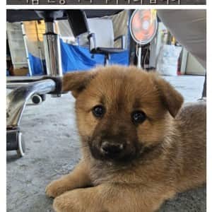 우리 회사 물류창고에 애기 멍멍이 들어옴