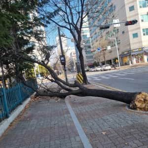 최근자 강풍 위력 ㅎ