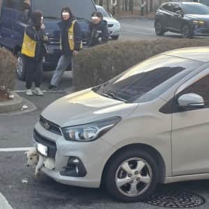 쉐보레 스파크 범퍼에 꼈던 백구 근황