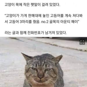 가출했다가 빚지고 당당히 돌아온 고양이