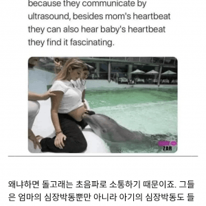 돌고래들은 임산부를 좋아한다
