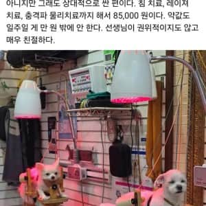 침 치료 받는 강아지들