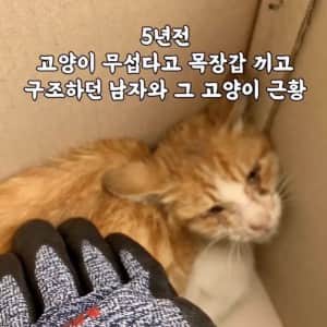 고양이 무섭다고 장갑끼고 만지던 사람 근황