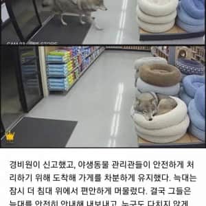 잠깐 쉬어가고 싶었던 야생 늑대