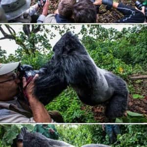 키 2m 몸무게 180kg 고릴라에게 맞기 직전에 찍은 사진 
