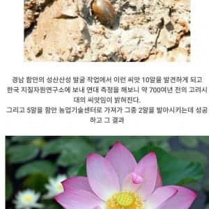 무려 700년 만에 피어난 꽃의 모습