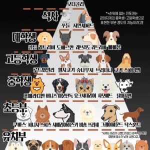 강아지 지능순 피라미드