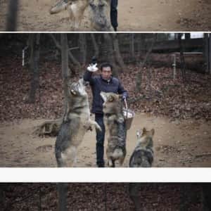 대전 오월드 늑대들 사진