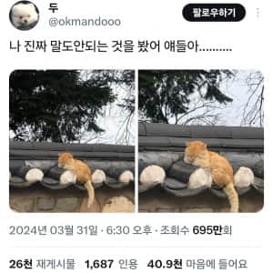 경주에서 자주 목격된다는 치즈 고양이