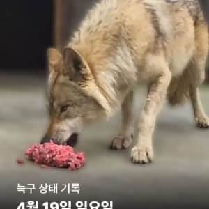 집으로 돌아온 늑구 최근자 근황