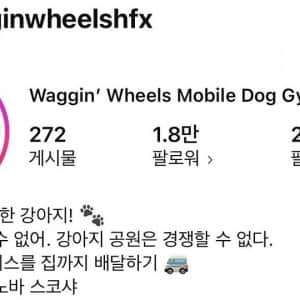 런닝머신 타면서 눈 돌아가는 강아지