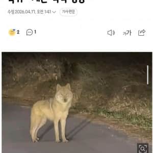 오월드 탈출한 늑구 근황