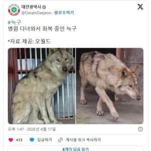 병원 다녀와서 회복 중인 늑구