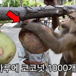 기업은 100원이라도 아낄수 있다면 침팬지를 고용한다