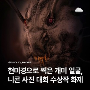 현미경으로 찍은 개미 얼굴