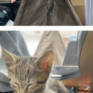 얼떨결에 회사 강제 입사한 고양이