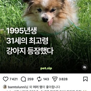 31살 세계 최고령 강아지