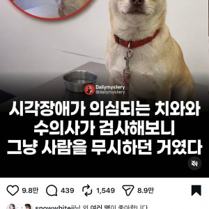 시각장애가 의심되는 치와와 수의사가 검사해보니...