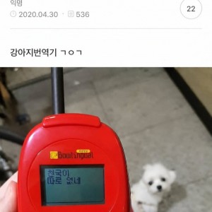 싱글벙글 강아지어 번역