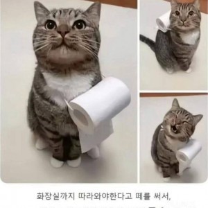 화장실 따라오겠다 떼쓰는 냥이를 쓸모있게 만듦 | 인스티즈