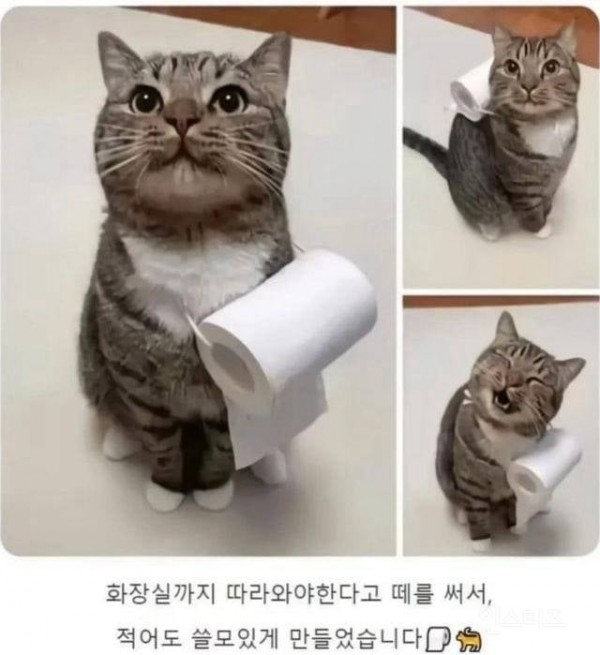 화장실 따라오겠다 떼쓰는 냥이를 쓸모있게 만듦 | 인스티즈