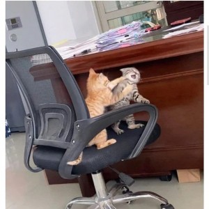 회사 사무실에서 싸움 났다 ㅅㅂ