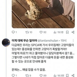 뉴질랜드서 살던 트위터리안의 집이 갑자기 고양이 분양소가 된 사건의 내용을 보여주는 이미지