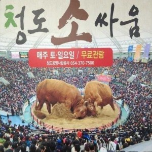 시골 촌놈들은 모르는 소싸움