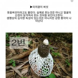 식용버섯 구분하기