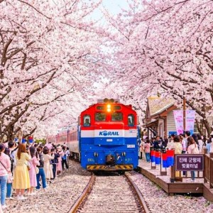 둘 중 뭐가 더 네임드 지역 축제인가요?