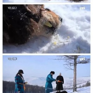 몽골인들이 반려견이 죽어도 슬퍼하지 않는 이유