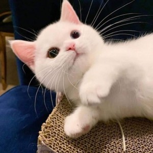 하얀 아기 고양이