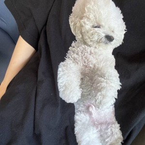 기사님이 강아지 안고 타면 안된다고 못타게 함의 내용을 보여주는 이미지