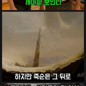 '죽순 고문'에 대해 알아보자