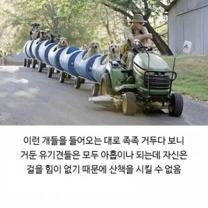 80대 할아버지가 댕댕이들과 산책하는 방법