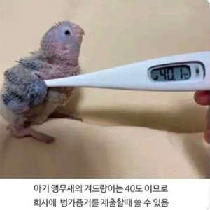 직장인들이 새끼앵무새를 키워야 되는 이유