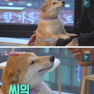 잘생긴 남자 만나면 웃으며 오줌 지리는 개