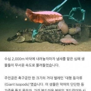심해 2000미터에 던져진 악어의 최후