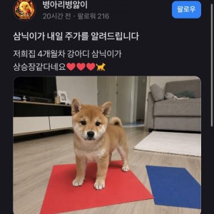 토스 커뮤에 등장한 강아지 