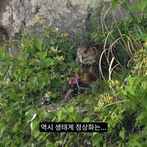 최근 수리부엉이가 먹이로 잡고 있다는 동물