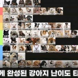 강형욱 오피셜 강아지 난이도 티어 리스트