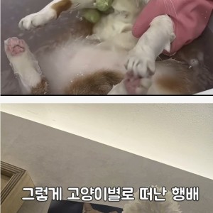 의외로 고양이가 죽을 수도 있는 상황