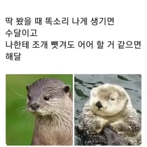 수달과 해달을 쉽게 구별할 수 있다는 방법