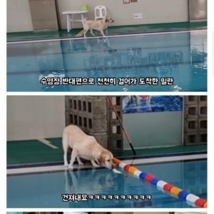6시간 동안 물놀이 한 강아지 반응 ㅋㅋ