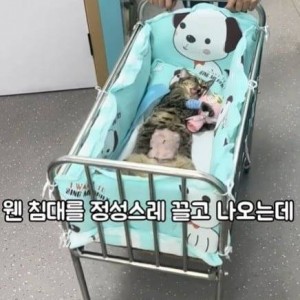 고양이들이 받는 상장
